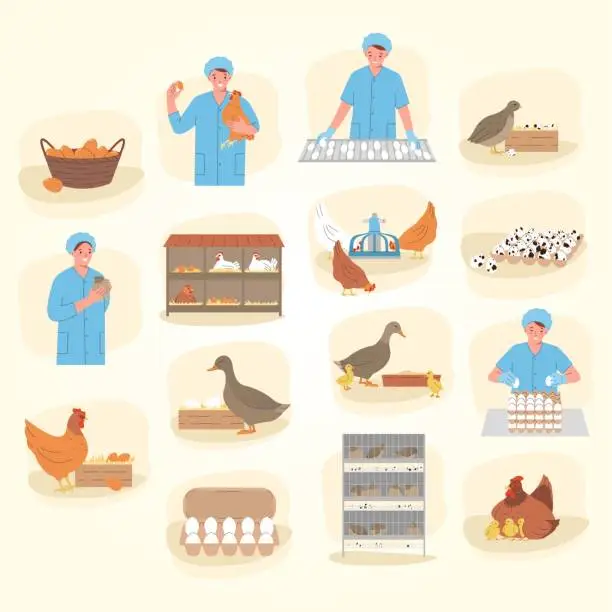 Vector illustration of poultry eggs production flat set with domestic birds female factory worker isolated vector illustration