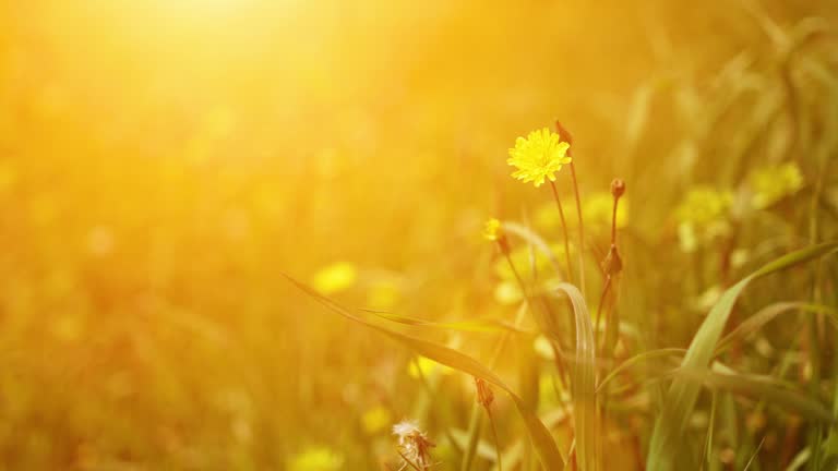 Meadow in spring. Beautiful meadow with fresh grass and yellow flowers in nature, shallow depth of field