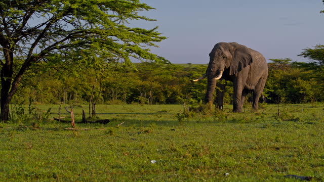 SLO MO CRANE: Elephant Peacefully Grazing on Lush Savannah at Masai Mara Reserve