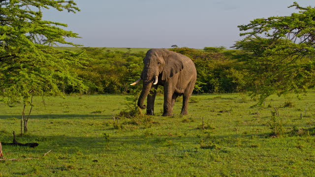 SLO MO Large African Elephant Munching on Green Grass in Masai Mara Reserve