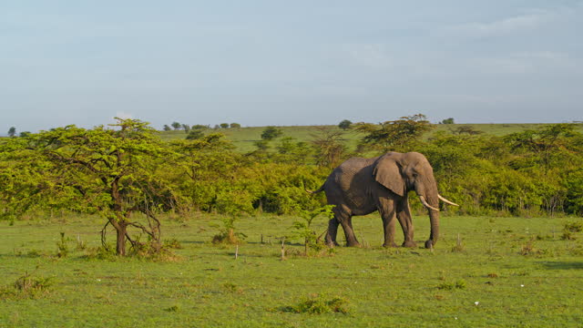 SLO MO GIMBAL Graceful Elephant Calmly Grazing amidst the Greenery of Masai Mara Reserve