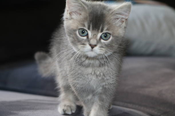 istock sweet blue eyed kitten british cat 2118884759