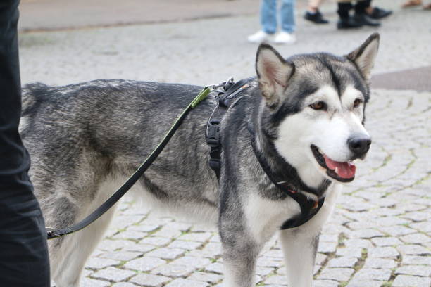 istock gray siberian husky sled dogs 2118915596