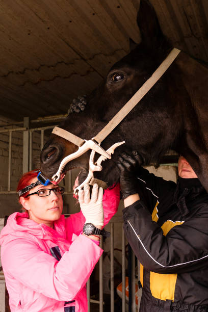 vet inspecting horse's teeth with dental tool - yawner foto e immagini stock