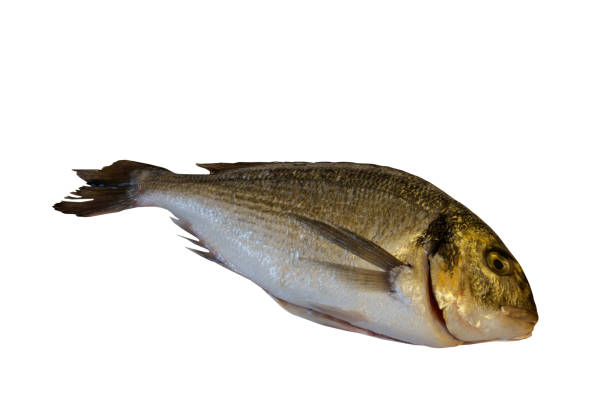 istock Raw fresh fish dorado isolated on white background 2118927711