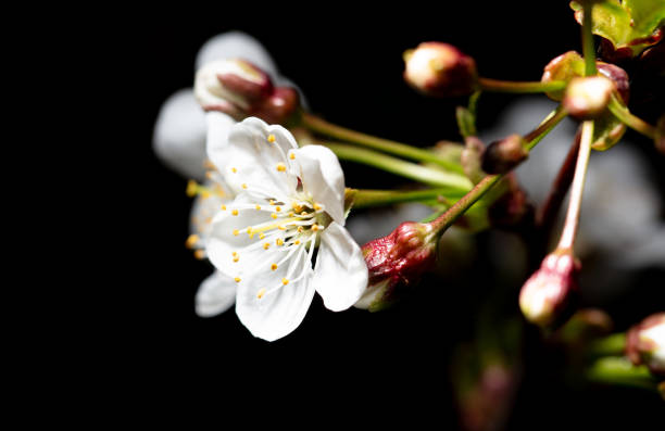 A close-up of delicate cherry blossom flowers in full bloom, highlighting the soft pink petals and intricate details. A serene symbol of spring and nature's beauty.