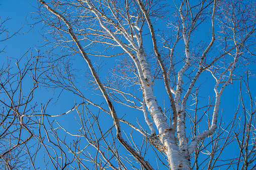 A birch tree with a white trunk looking up against a refreshing blue sky.