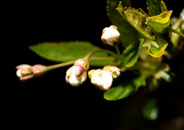 White cherry flowers isolated on black background. Close-up.