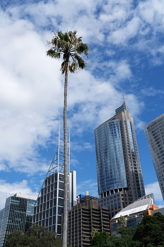 Palmier et buildings à Sydney