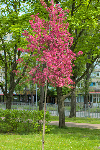 A Weeping Japanese Crabapple Tree in Full Bloom. Spring, city park. Kyiv.