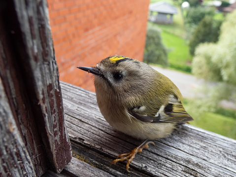 Close-up shot of the goldcrest (Regulus regulus) with distinctive black-edged golden crown stripe visiting a wooden window sill in a city