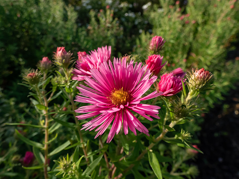 Close-up shot of New England Aster variety (Aster novae-angliae) 'Rudelsburg' flowering with bright pink daisy flowers with fluffy, orange centres