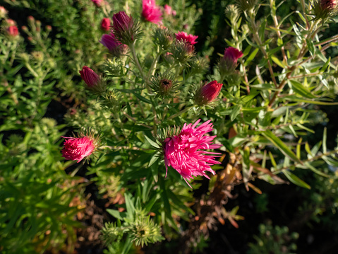 Close-up shot of New England Aster variety (Aster novae-angliae) 'Rudelsburg' flowering with bright pink daisy flowers with fluffy, orange centres