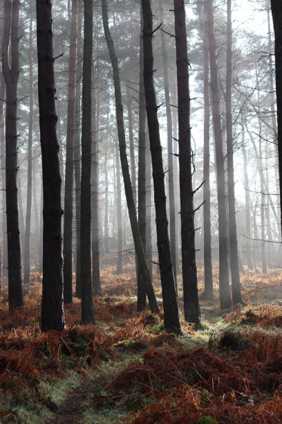 istock Sunlight shining through mist in a woodland 2119023481