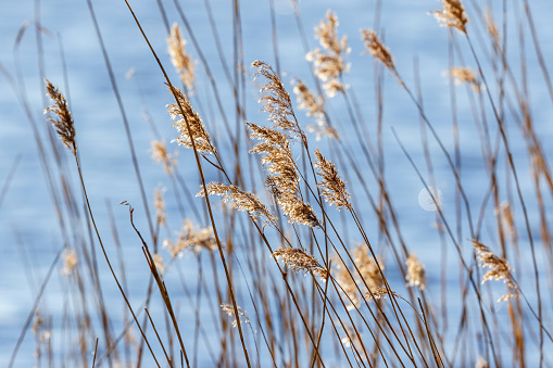 Reeds swaying in the wind at a lake