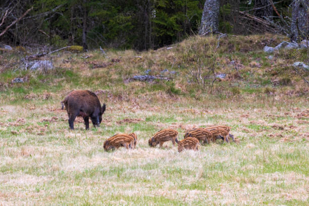 istock Wild boar family on a grass meadow 2119028335