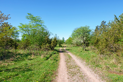 Dirt road in a pasture in summer