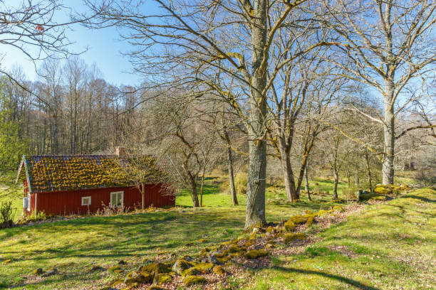 istock Old red cottage in the woodland at spring 2119031022