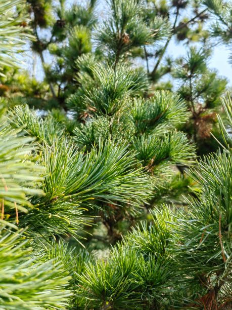 istock Abstract background of pine cones and leaves. Close-up. 2119036235