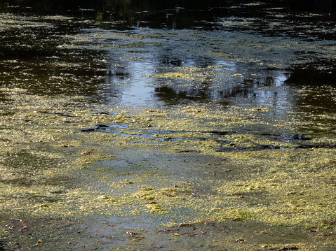 View of a pond with water surface covered with green blooming algae in a park. Thick layer of algae in water