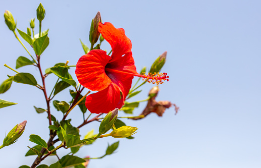 Red flowers on a plant against a blue sky. Nature.