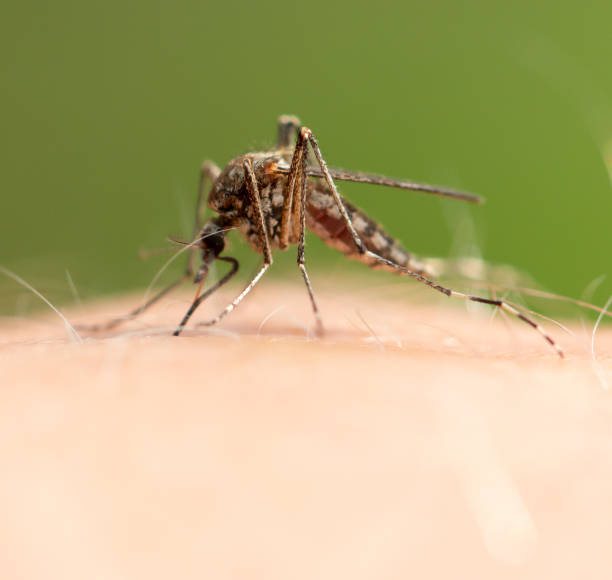 istock The mosquito sits on human skin and bites. 2119061502
