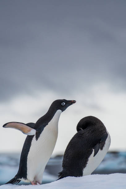 istock Adelie Penguin standing on an iceberg 2119066798