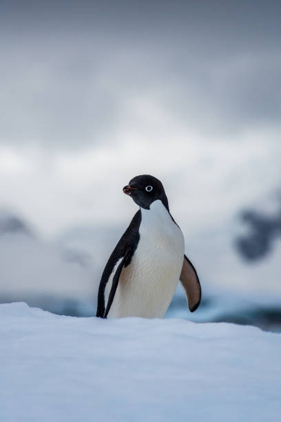 istock Adelie Penguin standing on an iceberg 2119066804