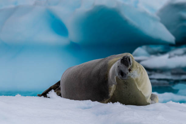 istock Crabeater Seal resting on a sheet of ice 2119067317