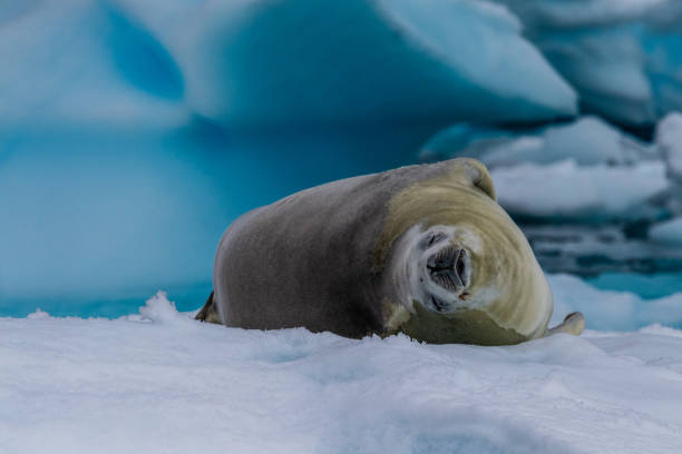 istock Crabeater Seal resting on a sheet of ice 2119067328