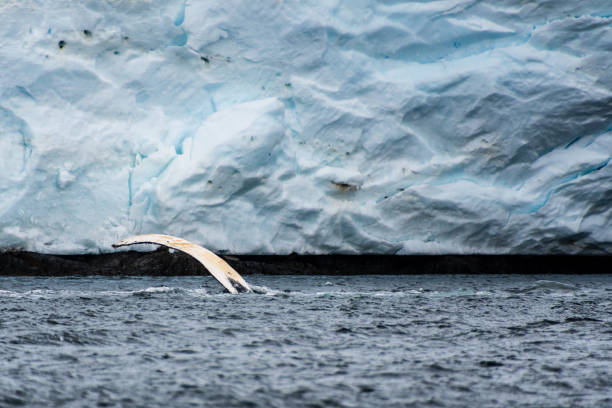 istock Lateral fin of a Humpback Whale 2119067360