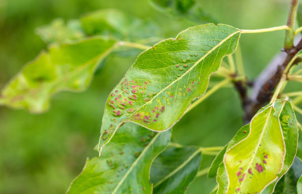 istock Disease on green pear leaves in nature 2119077821