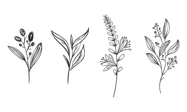 Vector illustration of Vector hand-draw with herb and flowers collection