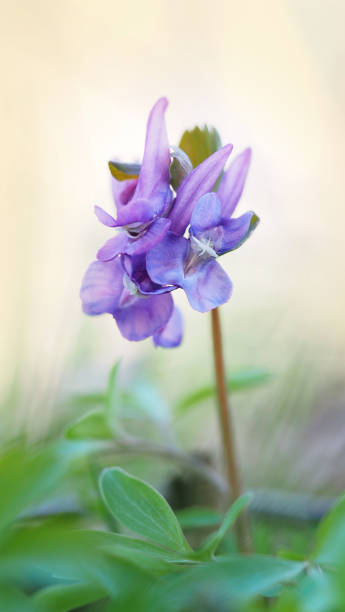 istock corydalis flower. colorful floral background. 2119087505