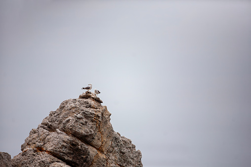 seagull sitting on a rock