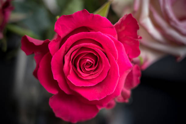 A close up macro shot of a red rose