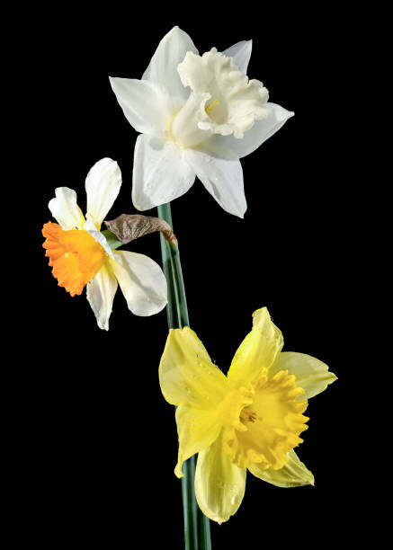 istock White and yellow daffodils on a black background 2119134302