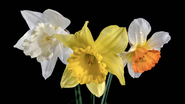 istock White and yellow daffodils on a black background 2119134303