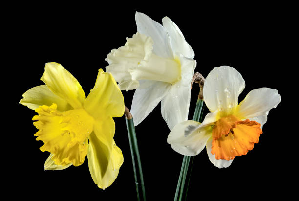 istock White and yellow daffodils on a black background 2119134308