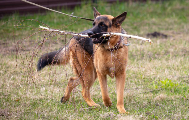 istock German shepherd dog standing on the grass with a stick in his teeth 2119134833