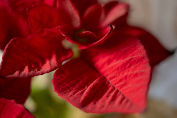 Macrophotography of a poinsettia.