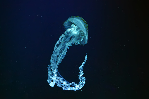Jellifish South american sea nettle, Chrysaora plocamia swimming in dark water of aquarium tank with blue neon light. Aquatic organism, animal, undersea life, biodiversity