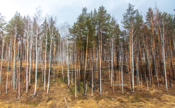 istock Birch forest in early spring. Early spring forest. Early spring forest. the first warm days 2119172829
