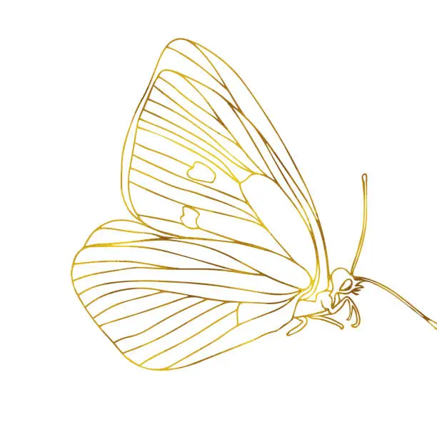 Vector illustration of Gold butterfly line art illustration. Butterfly golden foil art illustration. Insect butterfly for stickers, tattoo, silhouette, scrapbook. Winged gorgeous animal. Vector hand drawn illustration, isolate on white background