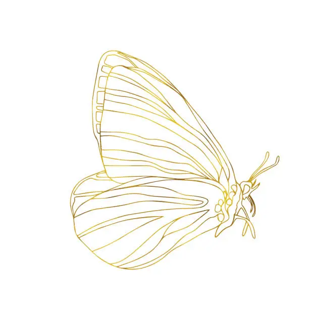 Vector illustration of Gold butterfly line art illustration. Butterfly golden foil art illustration. Insect butterfly for stickers, tattoo, silhouette, scrapbook. Winged gorgeous animal. Vector hand drawn illustration, isolate on white background