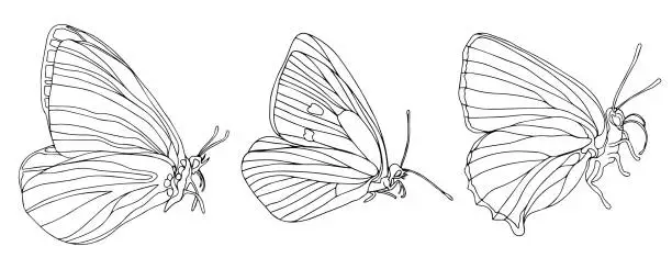 Vector illustration of Butterfly black ink line art illustration set. Insect butterfly for coloring page, tattoo silhouette, hand drawn stickers, winged gorgeous animal. Vector illustration, isolate on white background