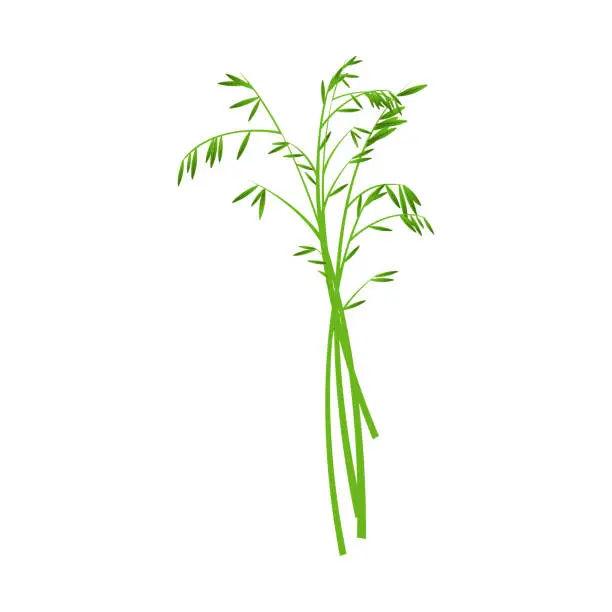 Vector illustration of vector realistic types of grass on white backkground