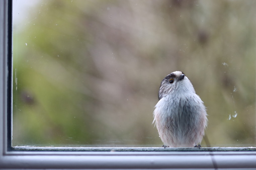 Close up of a long tailed tit looking through a window