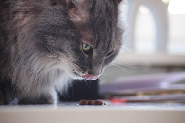 istock A fluffy cat eating cat food on the dining table 2119192462