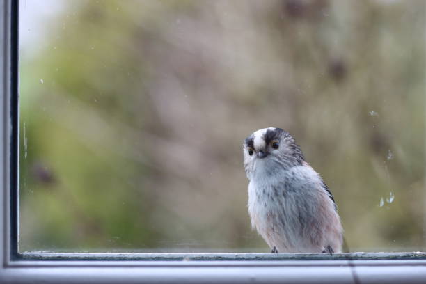 istock Close up of a long tailed tit looking through a window 2119192885